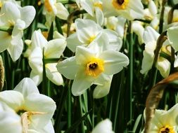 pale yellow daffodils