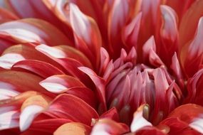 Close up photo of natural red flower