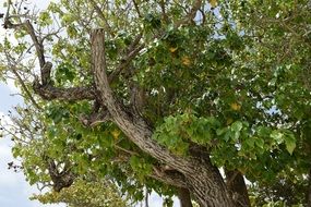 Tree Trunk Foliage