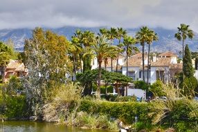 green palm trees near the houses