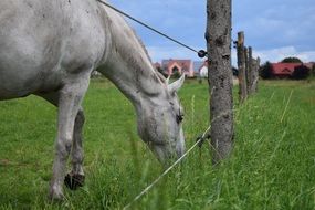 extraordinary Horse pasture