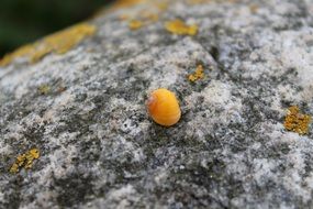 yellow shell on a large stone close-up