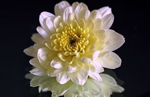 white chrysanthemum is reflected in the mirror surface