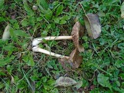 Grass Holidays Mushroom