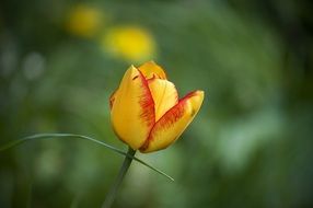 Picture of the red and yellow Flower