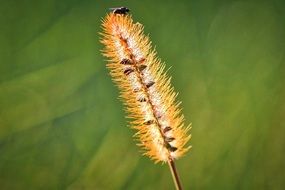 insect on a fluffy blade of grass close-up