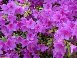 Rhododendron or Azalea