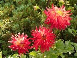 three red withered dahlias on a bush