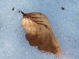 Dry leaf on a snow