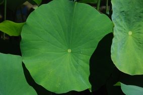 peaceful Lotus Leaf