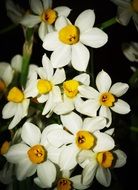 Tropical White Orchid Flower