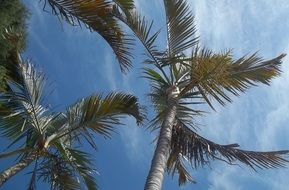 tall palm trees against blue sky