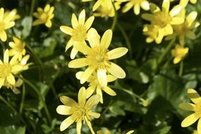 yellow flowers under the bright sun