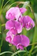extraordinary pink vetch flower