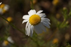 camomile on blurry background close-up