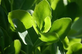 fresh spring green leaves