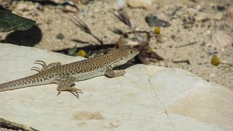 lizard in the stone surface