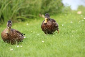 ducks walk on a green meadow