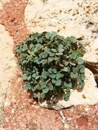small green plant on red stone