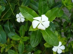 incredibly pretty Bloom