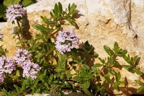 beautiful spring flower in the mountains