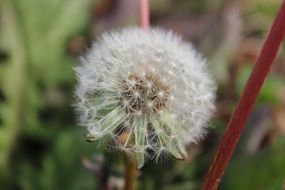 egret dandelion close up