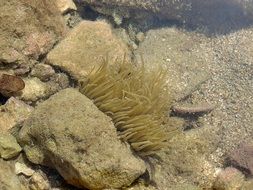 underwater Coral Stones