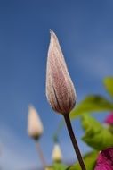 closeup view of beautiful colorful and fragrant Bud