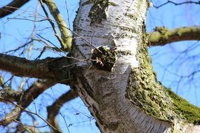 birch tree on a sunny spring day