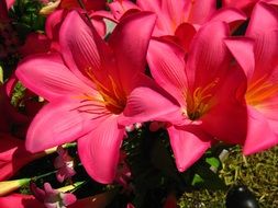 bouquet of bright pink lily under the bright sun