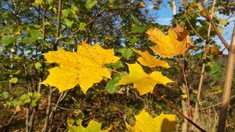 autumn leaves under the bright sun close-up