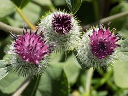 gentle Thistle
