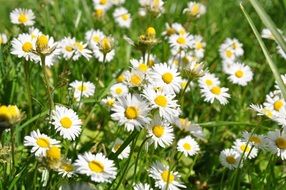 field with white daisies