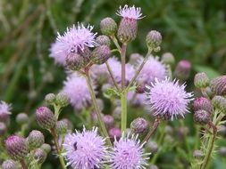 light pink spiky flowers close-up