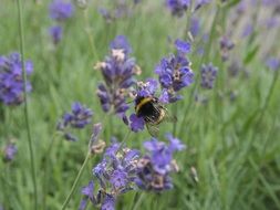 large insect on blue flowers in a meadow close-up