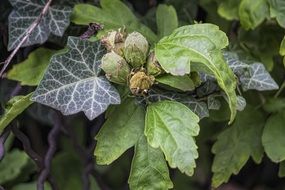 dark green leaves of a plant