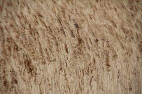 dense thickets of reeds on the lake