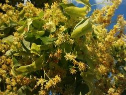 spring flowering linden