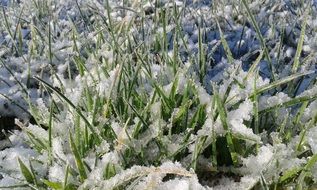 green grass in the snow close-up