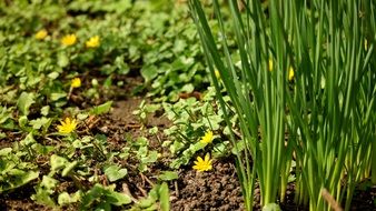 garden bed