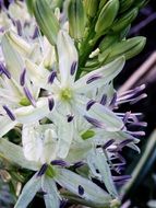 white purple flowers in the garden