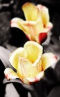 yellow roses in the rain