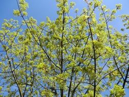 spring green bush against the blue sky