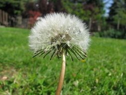 Close-up of the beautiful white dandelion flower on green grass under the bright sun