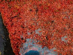 colorful autumn foliage as decoration