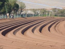 planting field