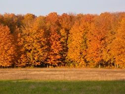 orange autumn on the trees
