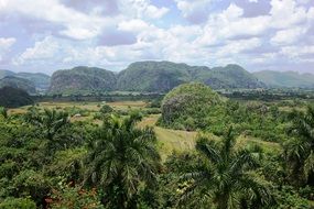 tropical forest in Cuba