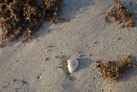 seashell in the sand among algae