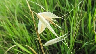 seeds of wild Cereals Plant